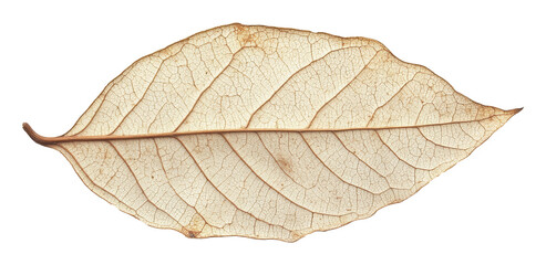 Obraz premium Dried leaf with intricate veins on transparent background, nature texture and detail concept