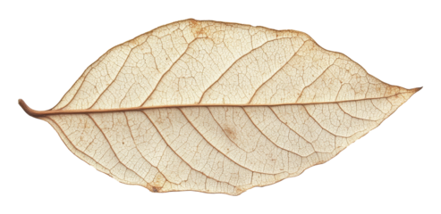 Dried leaf with intricate veins on transparent background, nature texture and detail concept