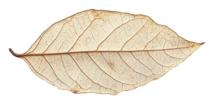 Dried leaf with intricate veins on transparent background, nature texture and detail concept