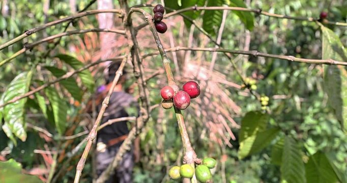 West Nusa Tenggara January 13, 2019 Indonesia, coffee beans on the tree