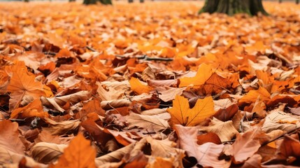 Obraz premium red oak tree leaves