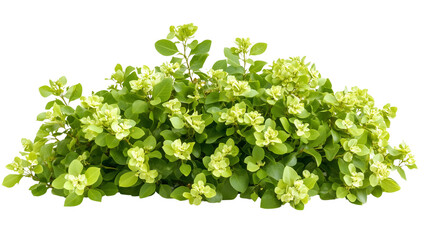 Obraz premium Macro shot of an evergreen plant showcasing intricate white flowers blooming amid deep green leaves on transparent png background. Ai generated