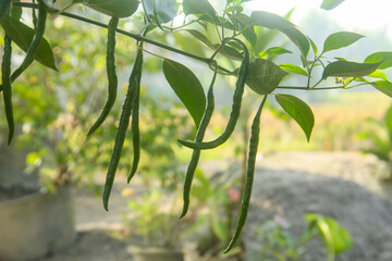 Vibrant image of a chili pepper plant with green chilies, green chilies hanging on the tree and illuminated by the morning sun