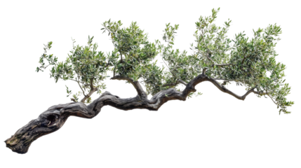 Majestic Oak in Golden Hour – A grand oak tree standing alone in a vast field on transparent png background. Ai generated