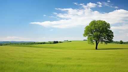 Obraz premium lscape green grass and trees