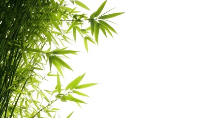 Obraz premium Lush Green Bamboo Leaves on White Background