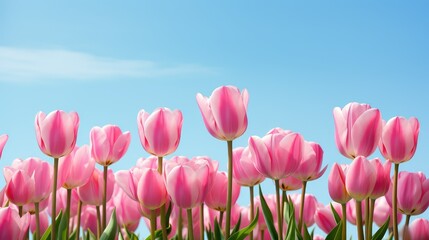 vibrant pink flowers blue background