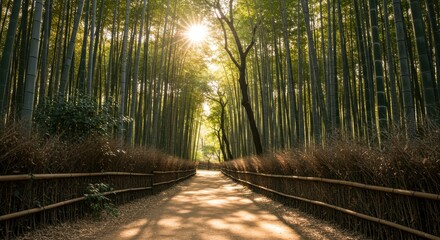 Naklejka premium A peaceful path surrounded by bamboo trees with soft sunlight shining through the gaps between the bamboo.