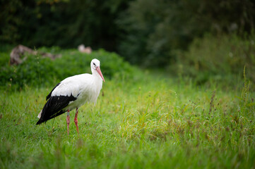 Storch in der Wiese