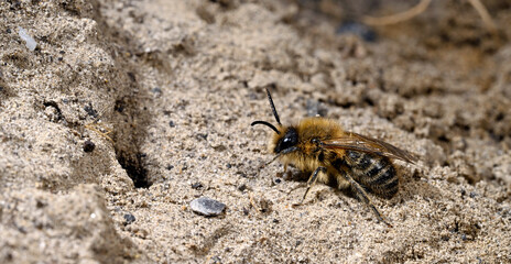 Frühlings-Seidenbiene // spring mining bee (Colletes cunicularius)