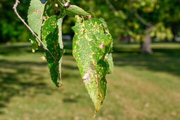 Hackberry Leaf