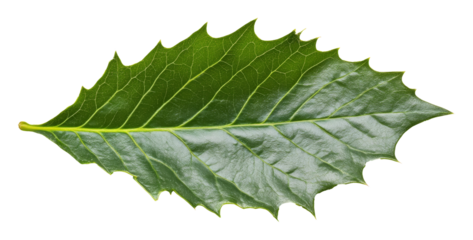 Single green holly leaf with sharp edges on transparent background, nature and botany concept