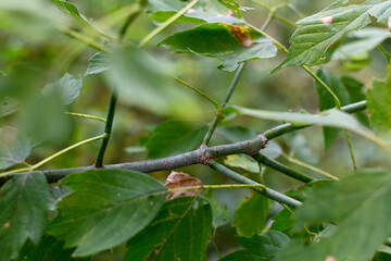 Box Elder Maple Leaves