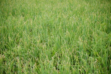 vertical photo of leek plants
