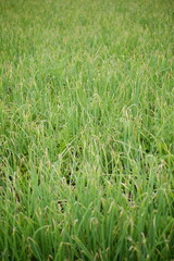 vertical photo of leek plants