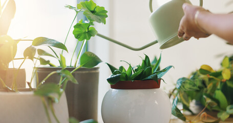 Hands, person and water pot for plants of healthy growth, hydration and sustainable of nutrition....