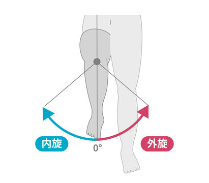 股関節の可動域　内転と外転