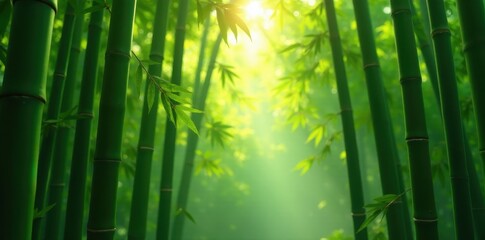 Sunlight dapples through dense green bamboo stalks , daylight, growth, environment