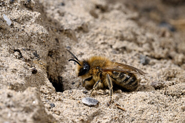 Spring mining bee // Frühlings-Seidenbiene  (Colletes cunicularius)