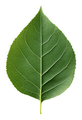 Obraz premium Single green leaf with detailed texture on transparent background, nature and botanical concept