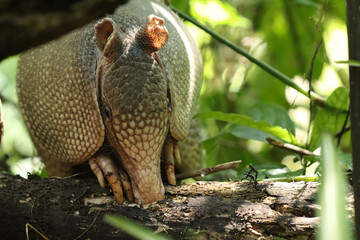 Cara de armadillo