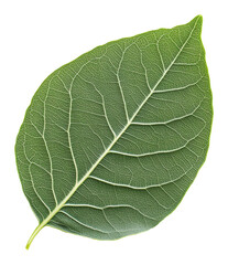 Obraz premium Green leaf close-up showing intricate vein patterns, botanical study. Nature and plant life concept