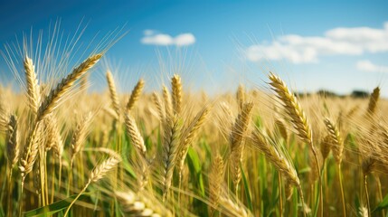 Obraz premium harvest agriculture food