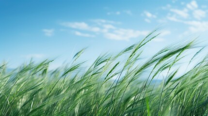 Obraz premium landscape green plants background