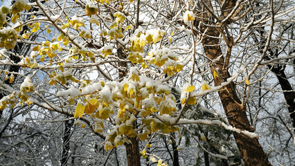 Heavy Snow on Yellow Ginkgo Tree, Sudden Winter Snowstorm, Snow on Ginkgo Leaves, First Snow of Winter