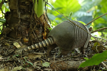 Armadillo en la selva