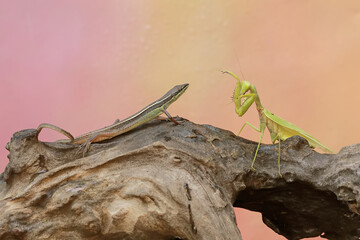 A common sun skink (Mabouya multifasciata) is ready to fight with a green praying mantis (Hierodula sp) for territory.