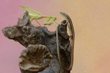 A common sun skink (Mabouya multifasciata) is ready to fight with a green praying mantis (Hierodula sp) for territory.