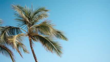fronds black palm trees