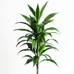 Fototapeta premium Dracaena Marginata Plant: A vibrant Dracaena Marginata houseplant, showcasing its striking long, slender leaves with red edges, stands tall and healthy.