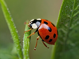 Obraz premium ladybug on top