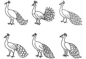 Obraz premium Peacock bundle line art vector