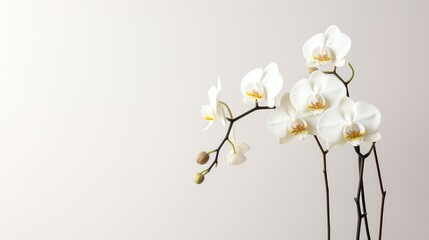 Obraz premium minimalist plants with white background