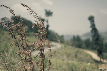 dry grass in winter image