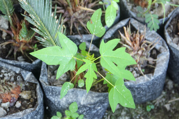 Papaya tree nursery in black polybags with black organic humus soil, small papaya trees in polybags