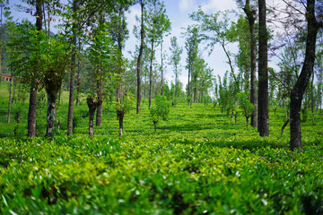 Obraz premium green field and tea trees