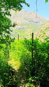 Walking through the lush green trails of Selin village feels like stepping into a hidden paradise &mdash; where nature whispers peace and time slows down.
📍Selin, Hawraman Takht - Kurdistan 