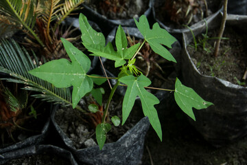 Papaya tree nursery in black polybags with black organic humus soil, small papaya trees in polybags