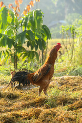 A rooster standing upright in a place filled with straw, a rooster with its mother and chicks looking for natural food