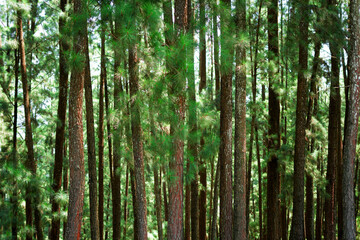 Fototapeta premium pine trees in forest background