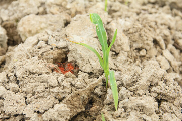 Sweet corn or Zea mays saccharata Sturt, small corn plants that are given fertilizer to help them grow