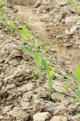 Sweet corn or Zea mays saccharata Sturt, young corn plants in the field, young corn that lives on the surface of fertile soil