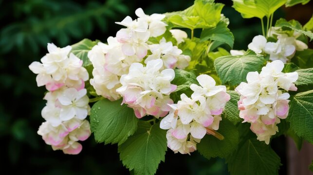 garden oak leaf hydrangea