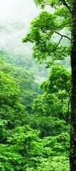 Fototapeta premium Lush green forest with dense foliage and mist, creating a serene and tranquil natural setting.