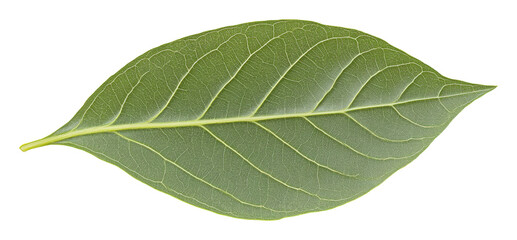 Obraz premium Green leaf with detailed veins on transparent background, nature and botany concept