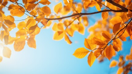 foliage fall leaves background